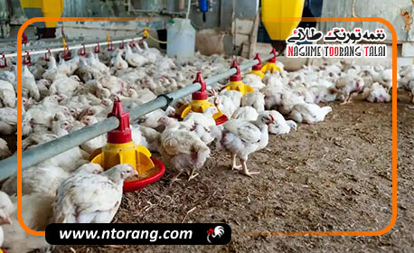 ممنوعیت کشتار مرغ بالای ۴۲ روز / هشدار به مرغداران متخلف